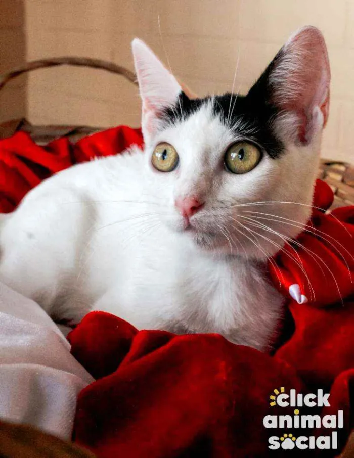 Gato ra a SRD idade 2 a 6 meses nome Luly