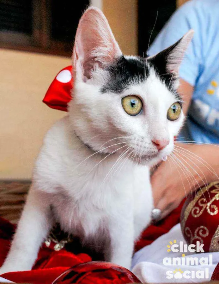 Gato ra a SRD idade 2 a 6 meses nome Luly