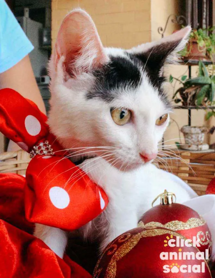 Gato ra a SRD idade 2 a 6 meses nome Luly