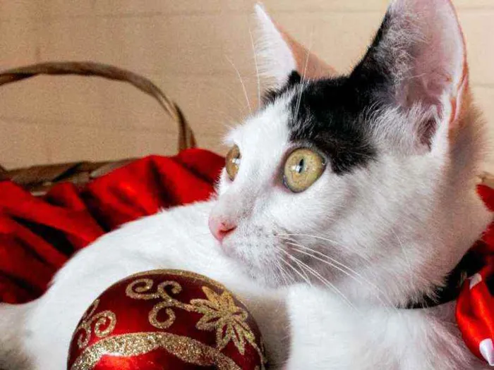 Gato ra a SRD idade 2 a 6 meses nome Luly
