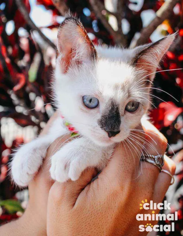Gato ra a SRD idade 2 a 6 meses nome NINA
