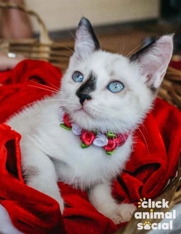 Gato ra a SRD idade 2 a 6 meses nome NINA