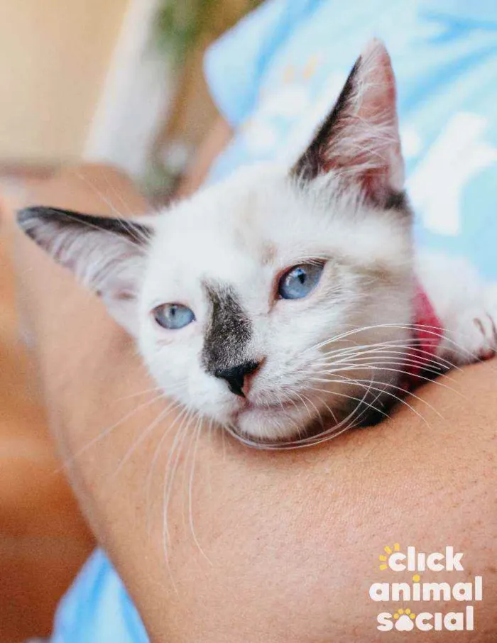 Gato ra a SRD idade 2 a 6 meses nome NINA