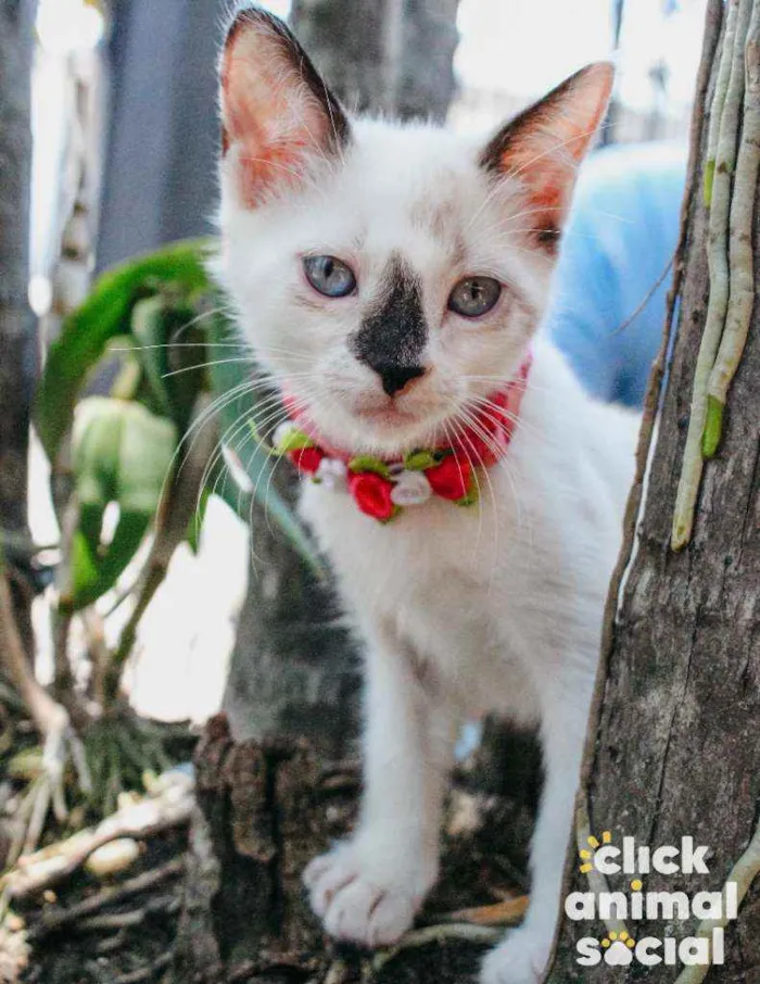 Gato ra a SRD idade 2 a 6 meses nome NINA