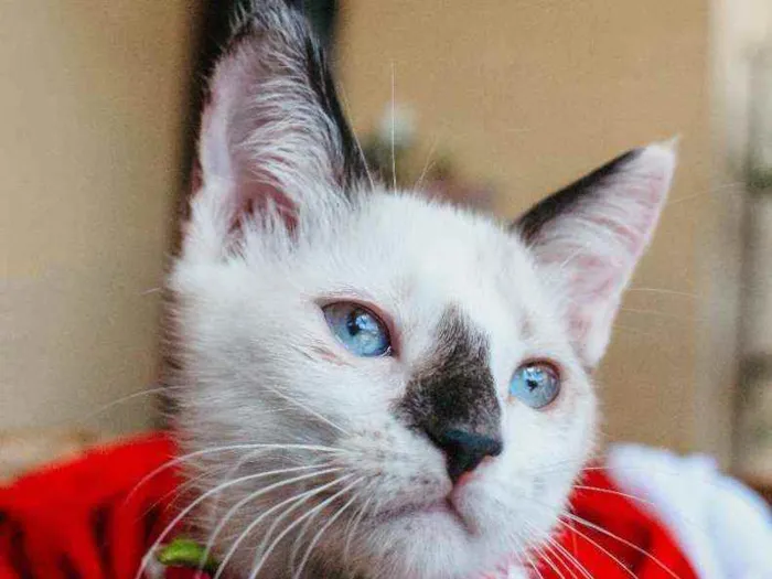 Gato ra a SRD idade 2 a 6 meses nome NINA