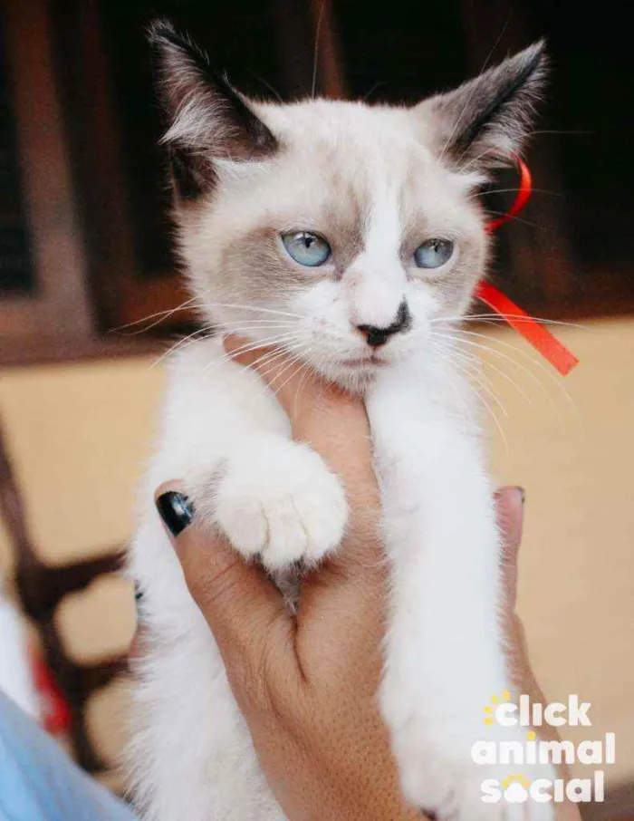 Gato ra a SRD idade 2 a 6 meses nome Nathy