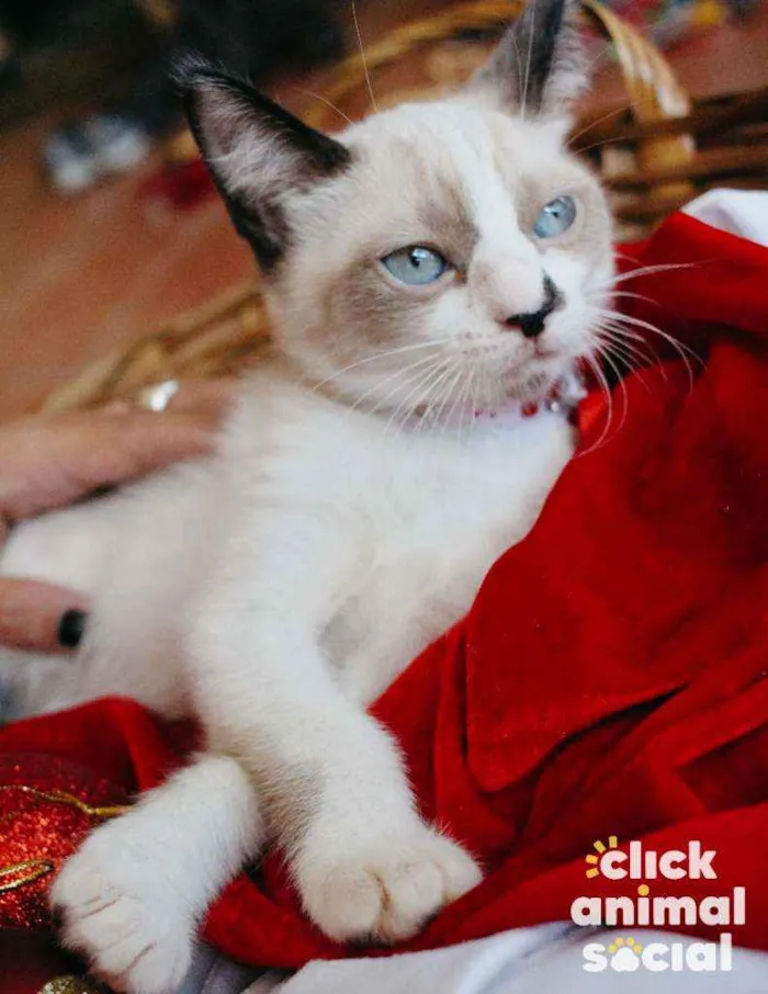 Gato ra a SRD idade 2 a 6 meses nome Nathy