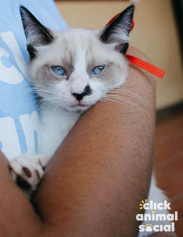 Gato ra a SRD idade 2 a 6 meses nome Nathy