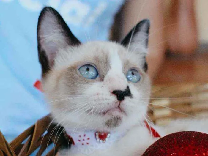 Gato ra a SRD idade 2 a 6 meses nome Nathy