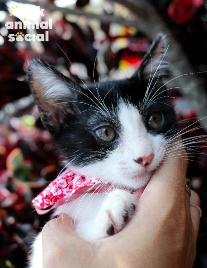 Gato ra a SRD idade 2 a 6 meses nome Nicole