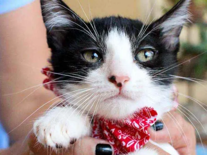 Gato ra a SRD idade 2 a 6 meses nome Nicole