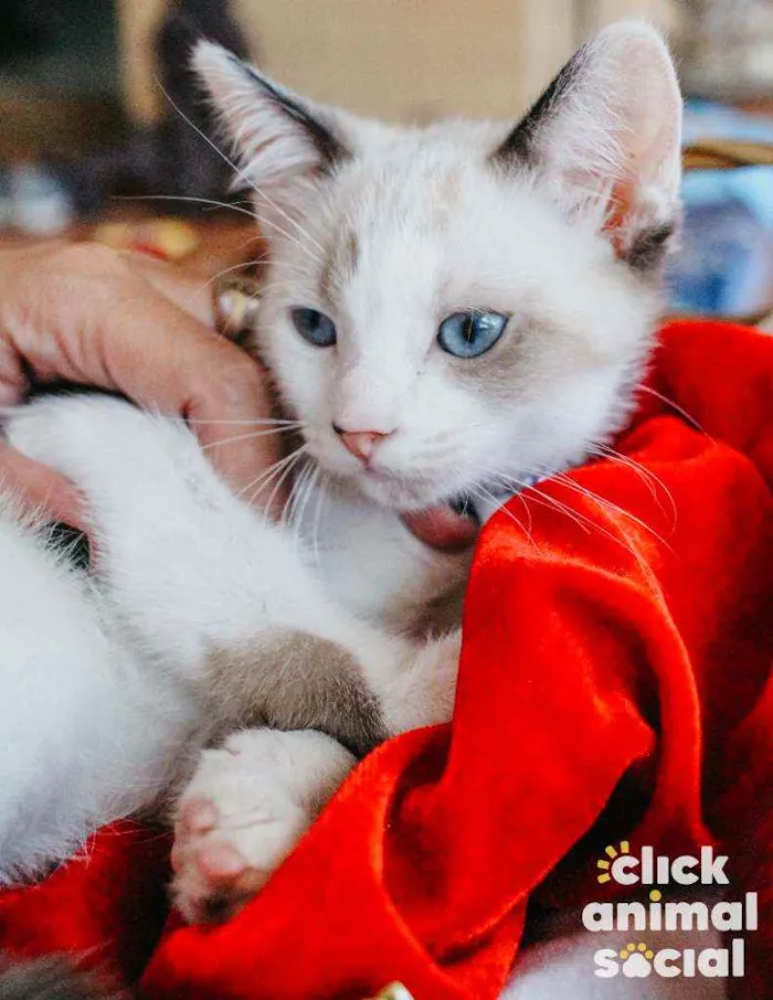 Gato ra a SRD idade 2 a 6 meses nome Nivea