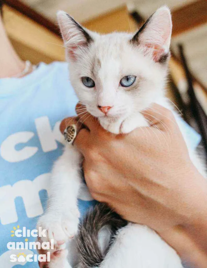 Gato ra a SRD idade 2 a 6 meses nome Nivea
