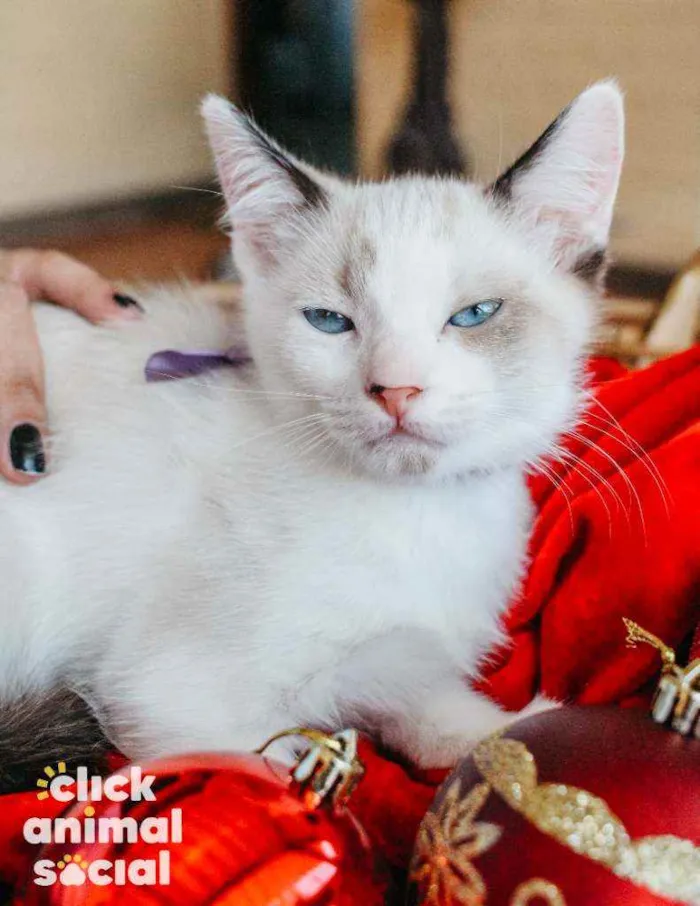 Gato ra a SRD idade 2 a 6 meses nome Nivea