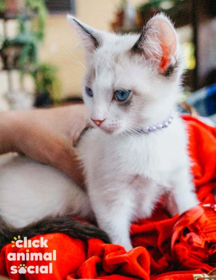 Gato ra a SRD idade 2 a 6 meses nome Nivea
