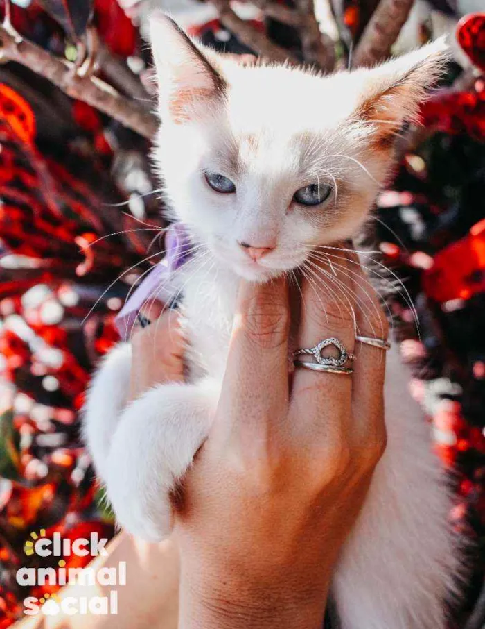 Gato ra a SRD idade 2 a 6 meses nome Nivea