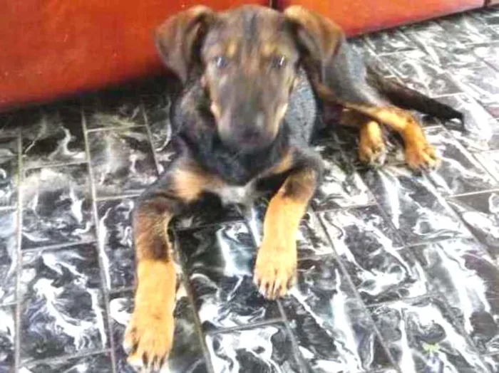 Cachorro ra a Srd idade 2 a 6 meses nome Joaquim 