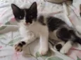 Fofo