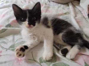 Gato raça  idade Abaixo de 2 meses nome Fofo