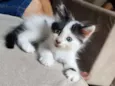 Mimi