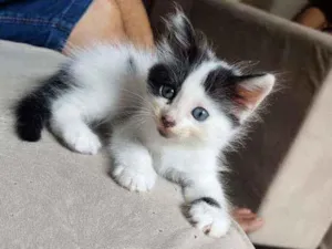 Gato raça  idade Abaixo de 2 meses nome Mimi