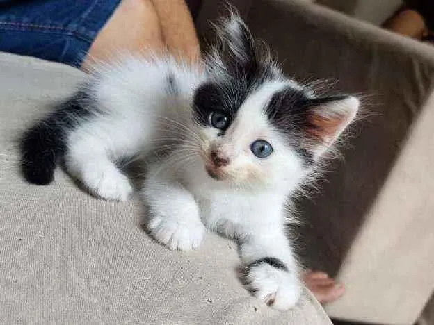 Gato ra a  idade Abaixo de 2 meses nome Mimi