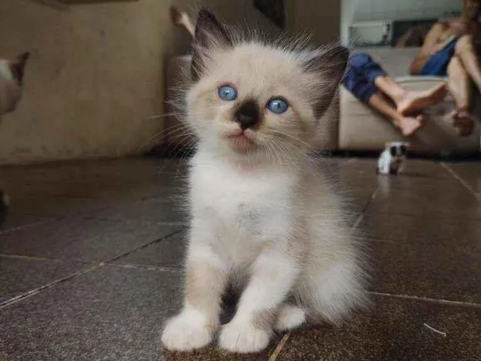 Gato ra a  idade Abaixo de 2 meses nome Katy