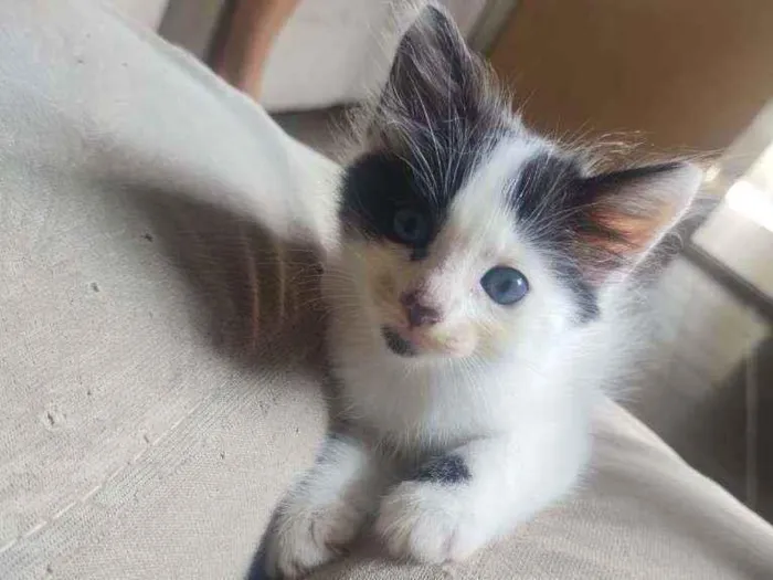 Gato ra a  idade Abaixo de 2 meses nome Sem nome