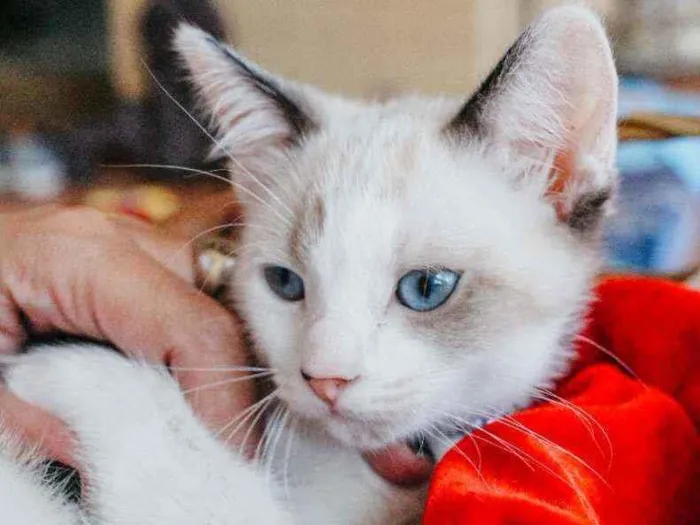 Gato ra a SRD idade 2 a 6 meses nome Nivea