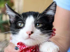 Gato raça SRD idade 2 a 6 meses nome Nicole