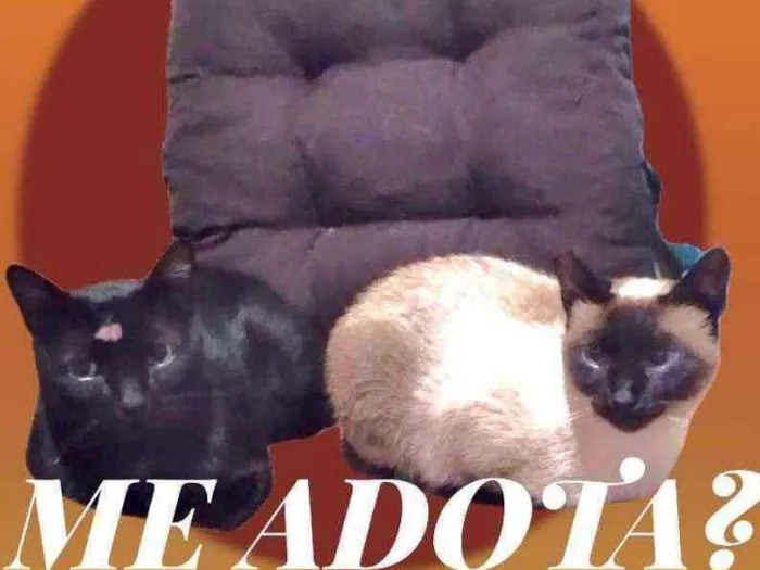 Gato ra a Srd idade 2 anos nome Sofia e Benedito