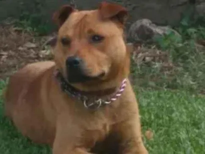 Cachorro raça Pitbull idade 1 ano nome Luck