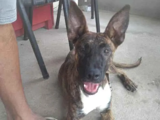 Cachorro ra a Pasto idade 7 a 11 meses nome Pastor