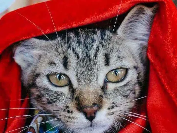 Gato ra a SRD idade 2 a 6 meses nome Leona