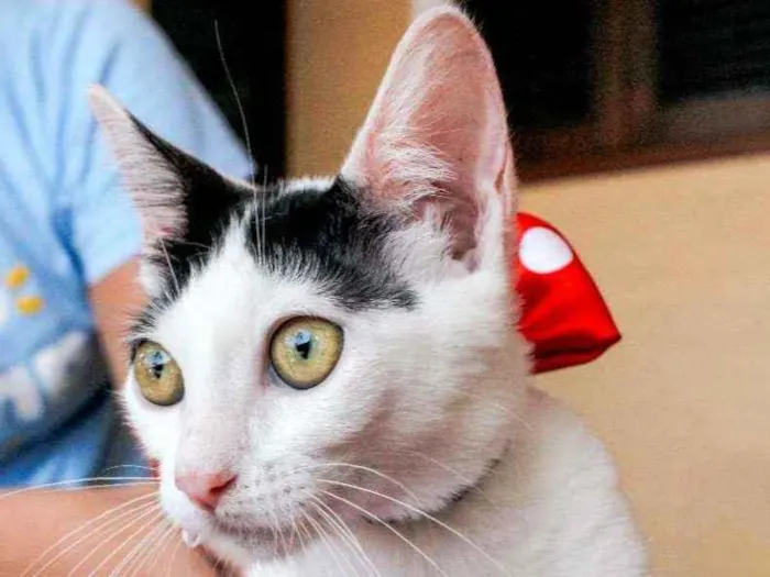 Gato ra a SRD idade 2 a 6 meses nome Luly
