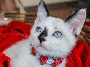 Gato raça SRD idade 2 a 6 meses nome NINA