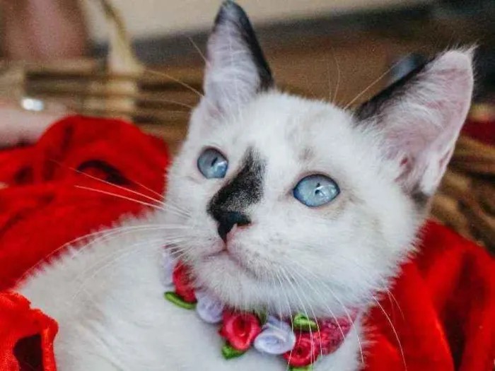 Gato ra a SRD idade 2 a 6 meses nome NINA