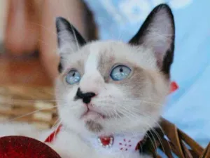 Gato raça SRD idade 2 a 6 meses nome Nathy
