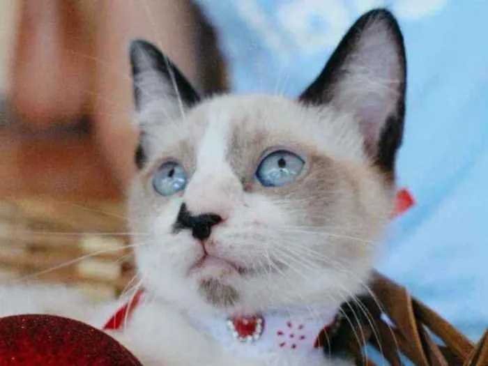 Gato ra a SRD idade 2 a 6 meses nome Nathy