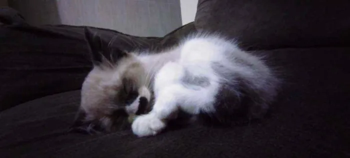 Gato ra a Não sei idade Abaixo de 2 meses nome Sem nome