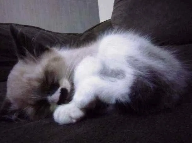 Gato ra a Não sei idade Abaixo de 2 meses nome Sem nome