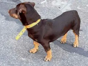 Cachorro raça Dachshund mestiço idade 7 a 11 meses nome Chocolate 