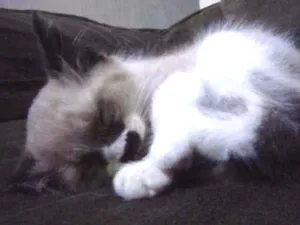Gato raça Não sei idade Abaixo de 2 meses nome Sem nome