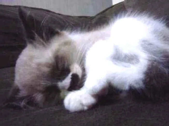 Gato ra a Não sei idade Abaixo de 2 meses nome Sem nome