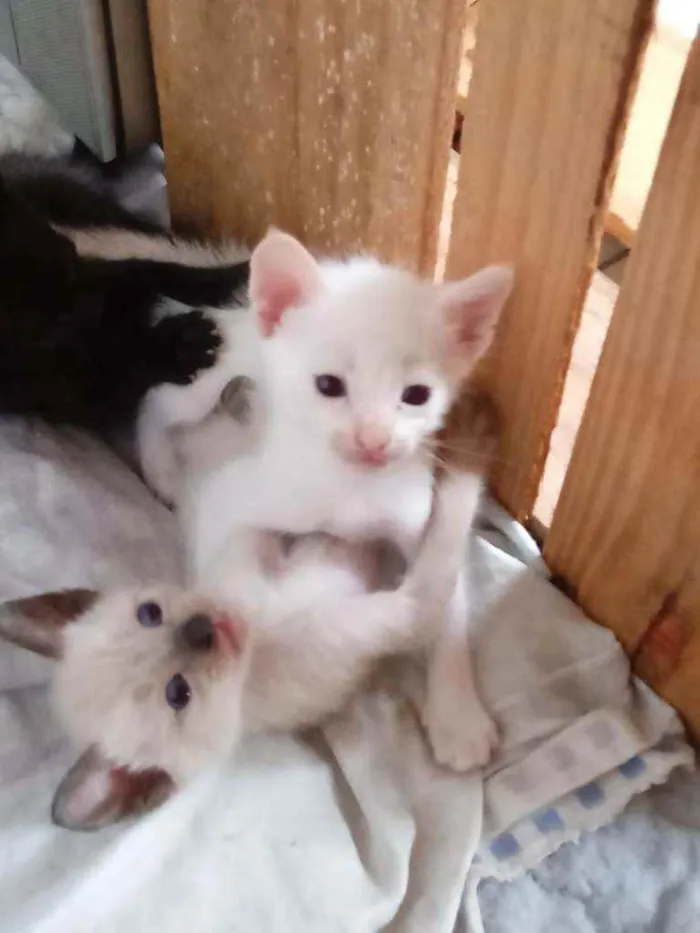 Gato raça  idade Abaixo de 2 meses nome sem nome