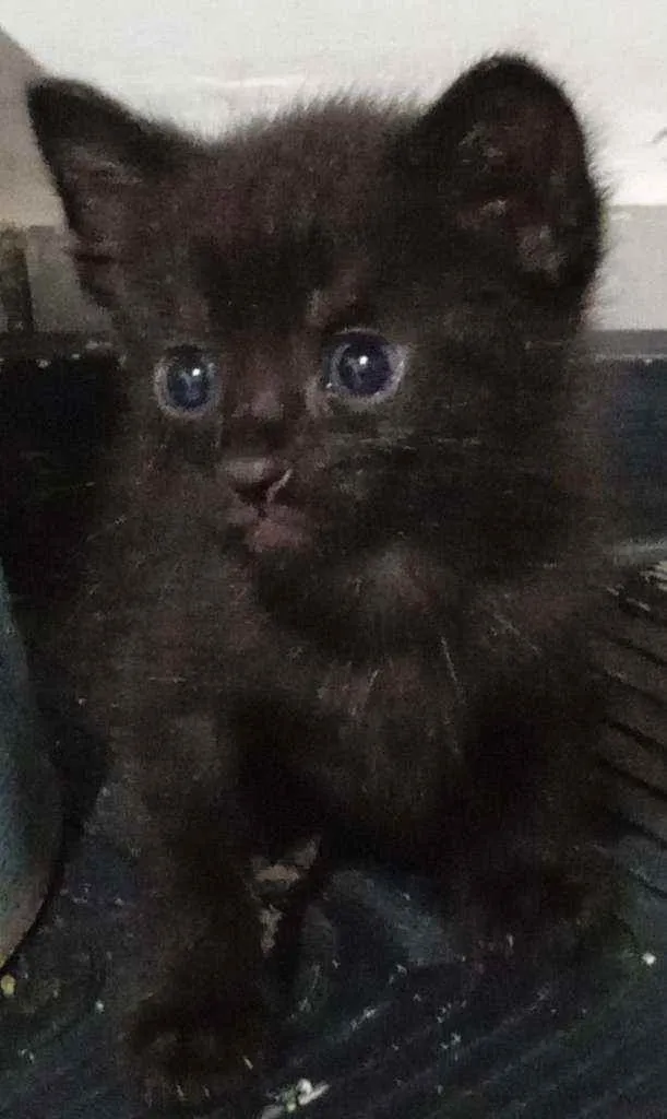 Gato raça  idade Abaixo de 2 meses nome sem nome