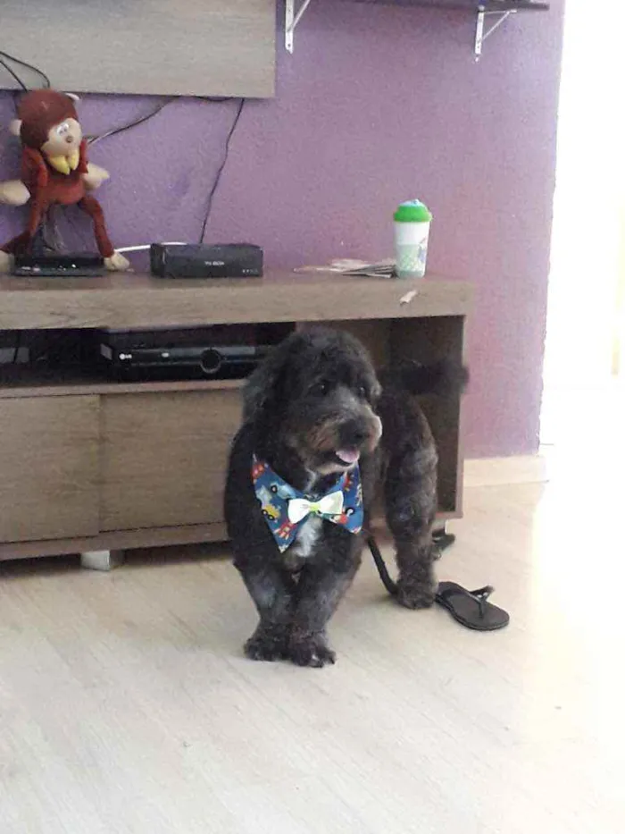 Cachorro raça Coka-poo idade 3 anos nome Thor