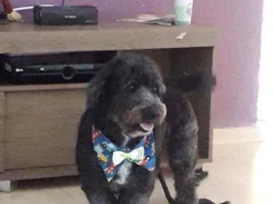 Cachorro raça Coka-poo idade 3 anos nome Thor
