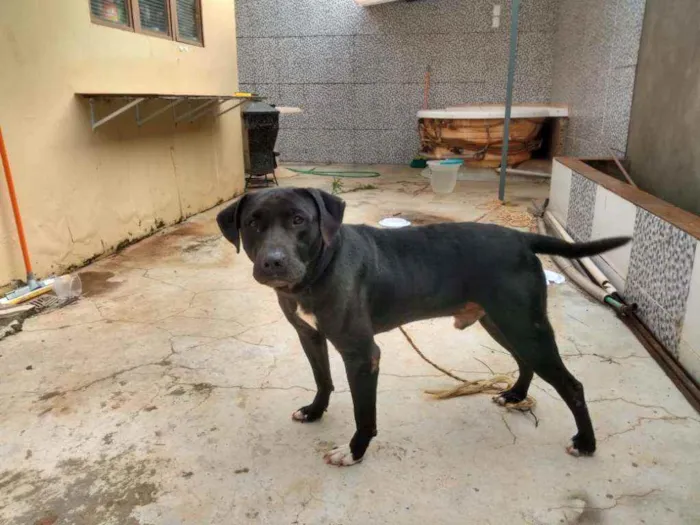 Cachorro ra a parece labrador mestiço idade  nome nao sei