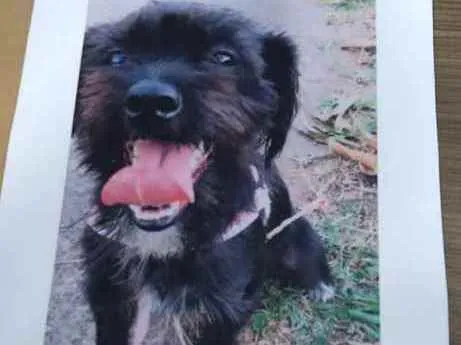 Cachorro ra a Babadook idade 2 anos nome Bolinha